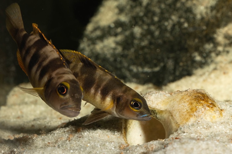Lepidiolamprologus boulengeri 'Kigoma'